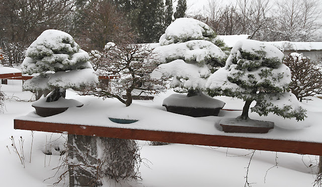 Bonsai during winter - How to overwinter your Bonsai from December till April