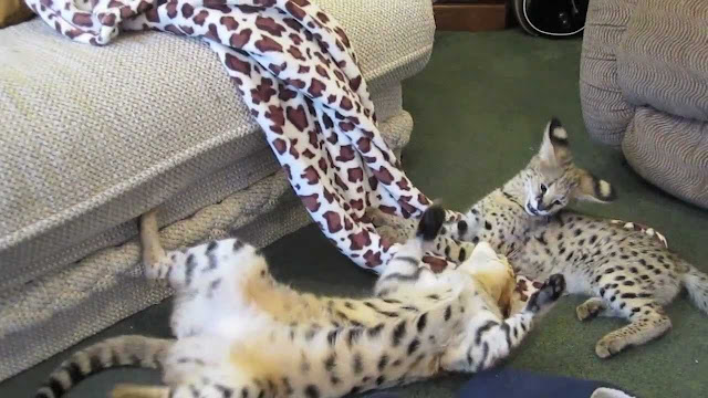 Animal Planet, The elegant savannah cats