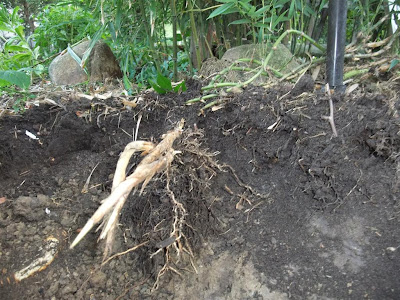 bamboo root, rhyzomes, dig, dirt