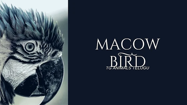 macow parrot,baby macow,Macaw Parrot price in India,Macaw Parrot price in pakistan,Macaw parrot for sale,Macaw parrot for sale,Macaw parrot for sale UK,Macaw parrot price in Kerala,Blue macaw parrot