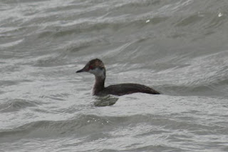 Horned Grebe.