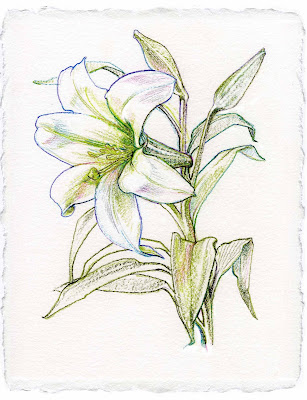 lily flower drawing