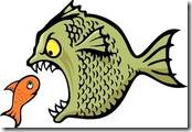 bully fish