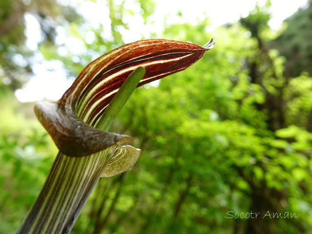 Arisaema limbatum