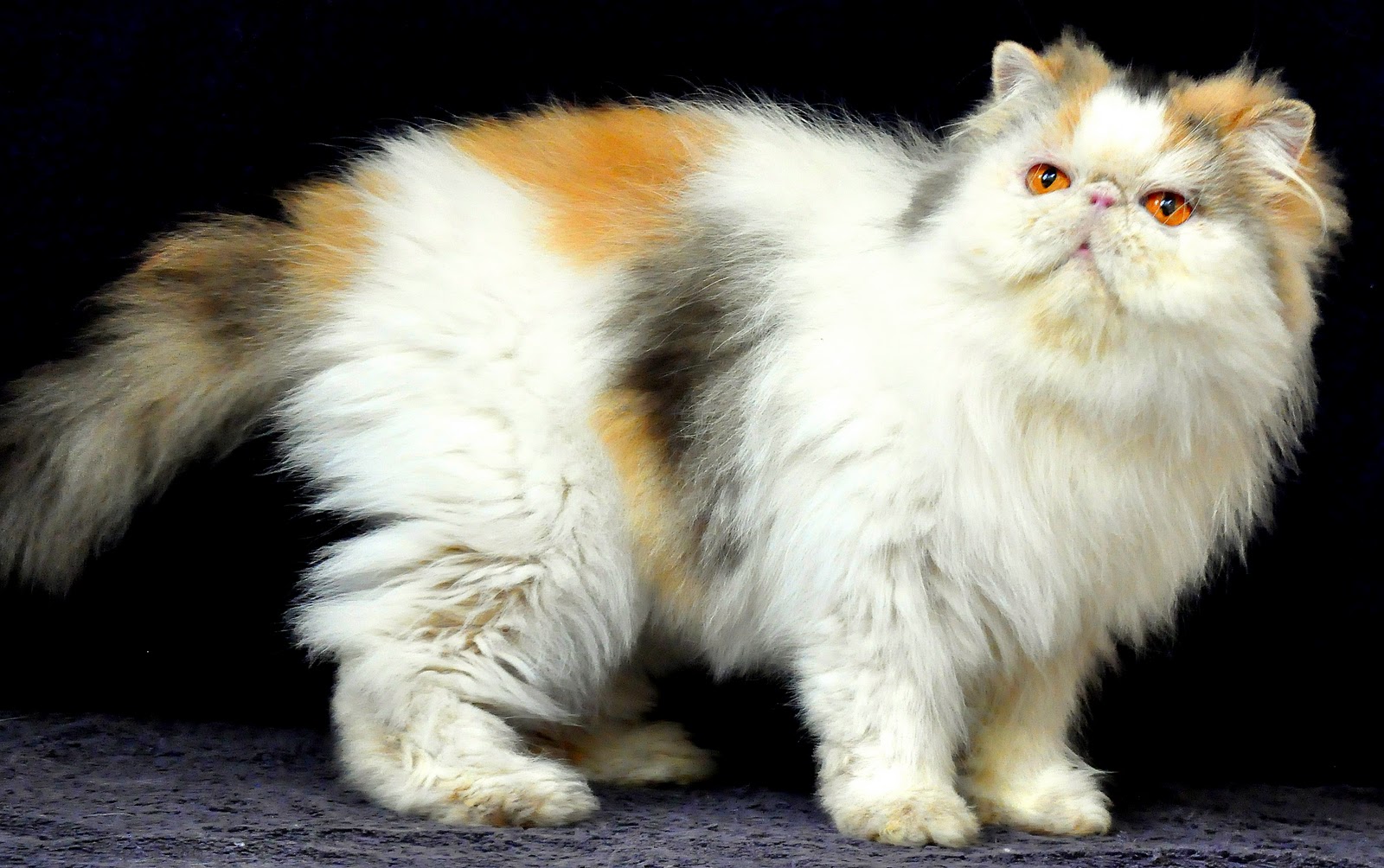 Menghilangkan Stain Noda Kekuningan Pada Rambut Kucing Sukses