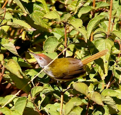 "Common Tailorbird, sitting on a lantana bush Mt Abu."