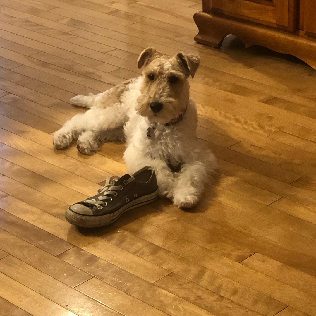 Dog caught playing with a shoe