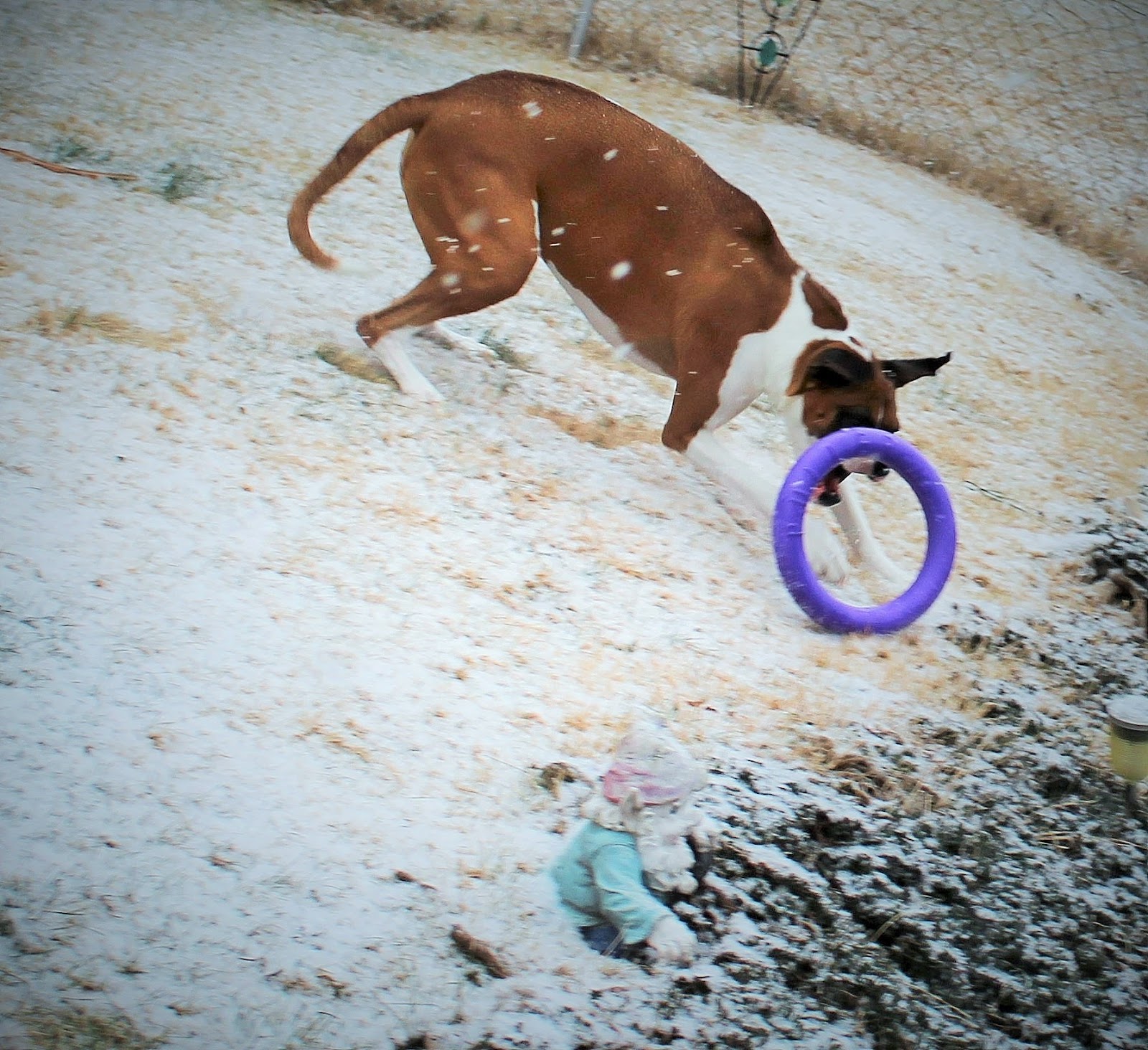 Dog Madness: Puller An Unique Interactive Training Device ...