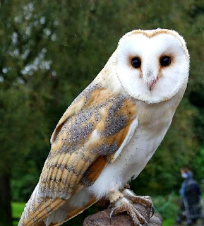 Harga burung hantu barn owl