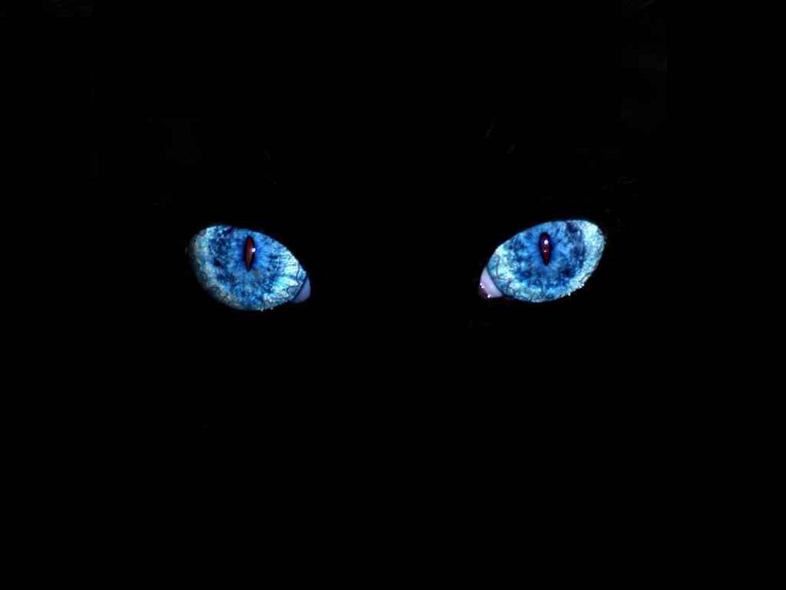 Tag: Black Cat Blue Eyes Wallpapers, Images, Photos and Pictures for ...