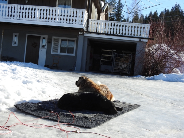 leonberger flat coated retriever