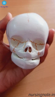 Fetal Skull: Diameter, Frontanel and Sutures