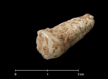 Million-year-old european human tooth