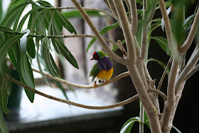Exotic bird @ Bird Kingdom, Niagara Falls, ON :: All Pretty Things