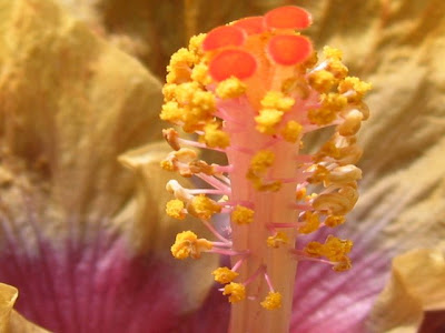 ハイビスカス、オルビリーディビスの花柱