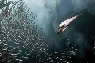 Sardine Run Shark Feeding Frenzy Phenomenon in Africa