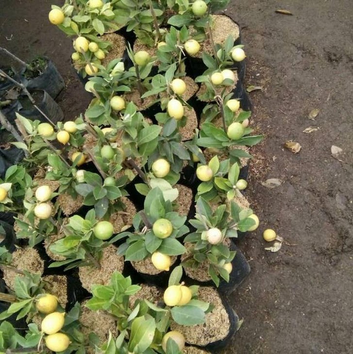 jeruk lemon kuning okulasi Kalimantan Utara