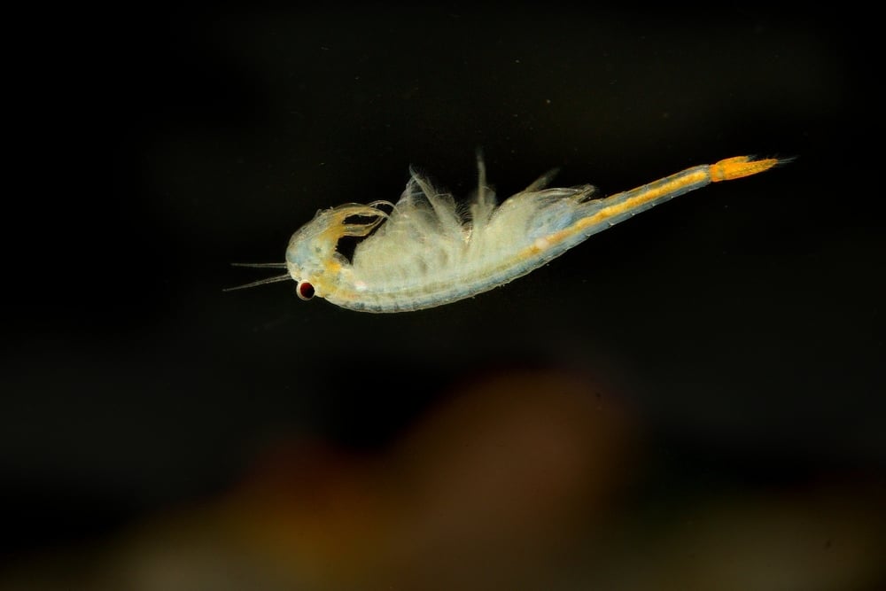 Fairy Shrimp (Freshwater Artemia)