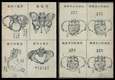 female pelvic bone and uterine schematics