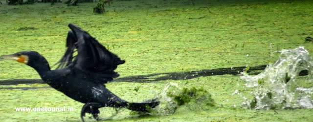 keoladeo national park , Bharatpur , rajasthan 