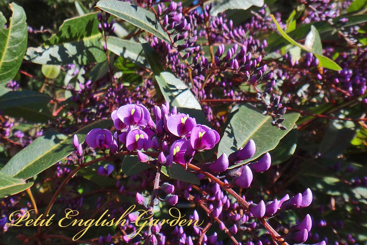 Petit English Garden Of Marple Poirot Purple Flowers Of Hadenbergia ハーデンベルギアの紫の花