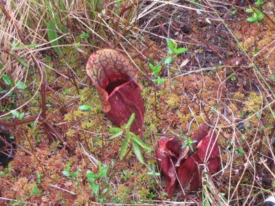 wild pitcher plant