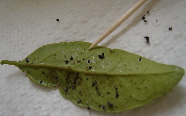 DEMOCRACY STREET: Scale insects, ants and citrus trees
