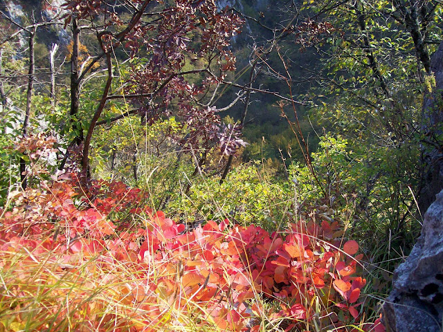 foglie rosse