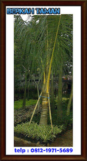 pohon kelapa kuning-jual pohon kelapa kuning taman