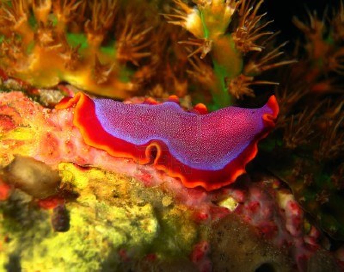 Animal Unique Flatworm 