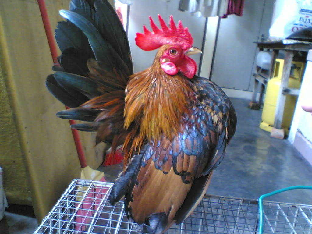 Ivanildosantos Gambar Ayam