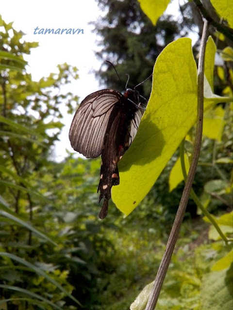 Бабочка алкиной (Atrophaneura alcinous, =Byasa alcinous)