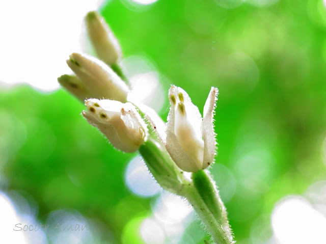 Goodyera schlechtendaliana