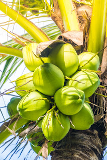 Leading Tender Coconut Suppliers in Bangalore