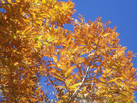 Wuling Farm maple autumn foliage