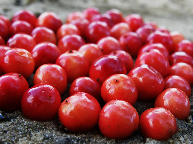 cranberries prevent illnesses