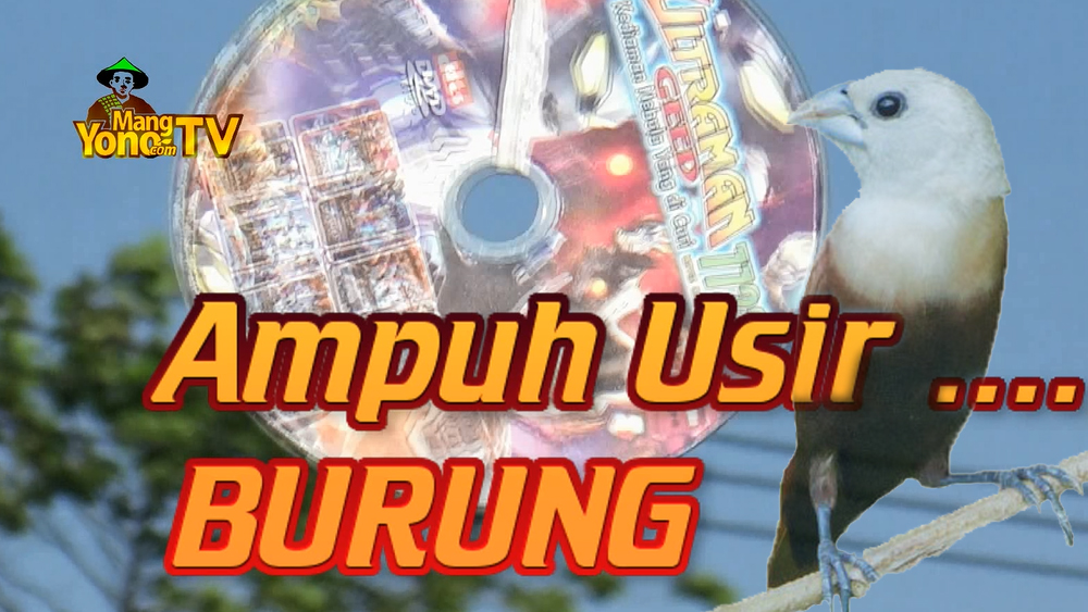 Kepingan VCD atau DVD Bekas Ampuh Usir Burung Pipit