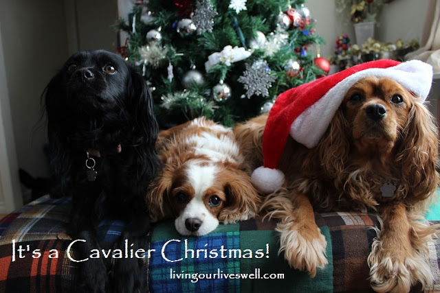 Featuring our Cavalier King Charles Spaniels