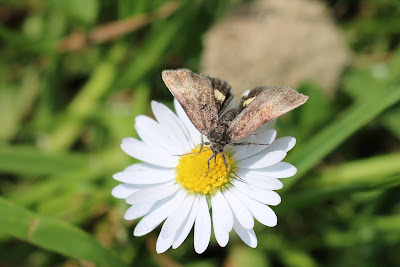 Dwerghuismoeder - - Panemeria tenebrata