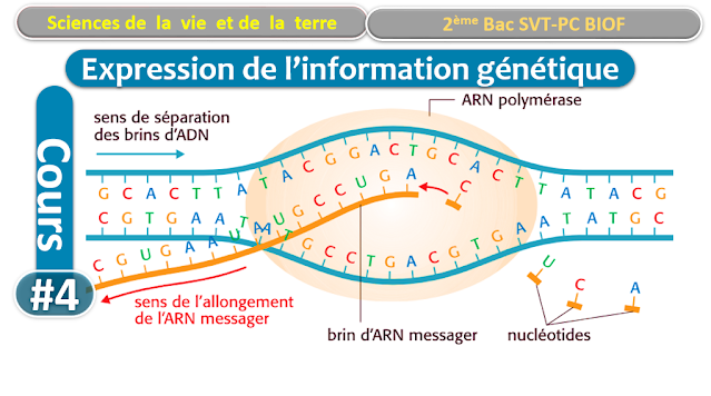 Télécharger | cours  | 2ème BAC SVT Biof | Expression de l’information génétique #4