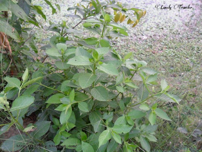  Indian mulberry - Morinda citrifolia