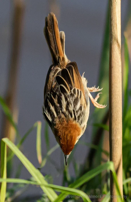 Levaillant's Cisticola Diep River Woodbridge Island Copyright Vernon Chalmers