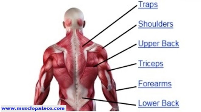 Back Workout for Mass