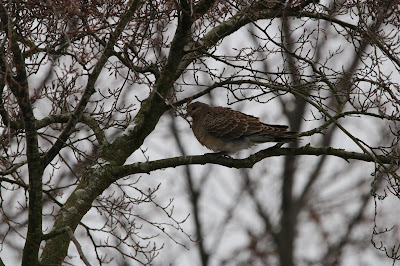 - Meenatortel - Streptopelia orientalis meena