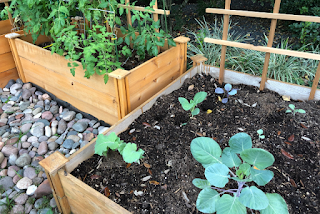 raised bed vegetable garden