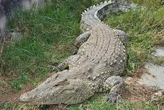 Full body photo of a Nile crocodile.