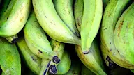 Banana Aphid Acts As A Vector Of : Effects of barrier plants on aphid transmitted non ... _ Plants serve as natural hosts.