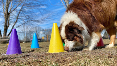 Creche para cães ansiosos