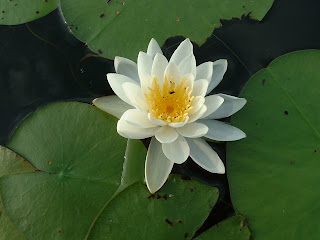 Elegant White Water Lily