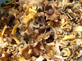 Pieprzniki trąbkowe Cantharellus tubaeformis